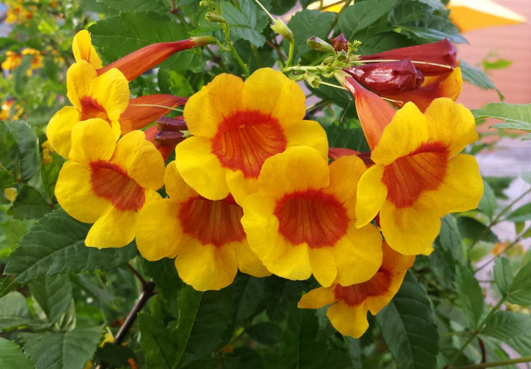 Tecoma Sparky Bells – Desert Horizon Nursery