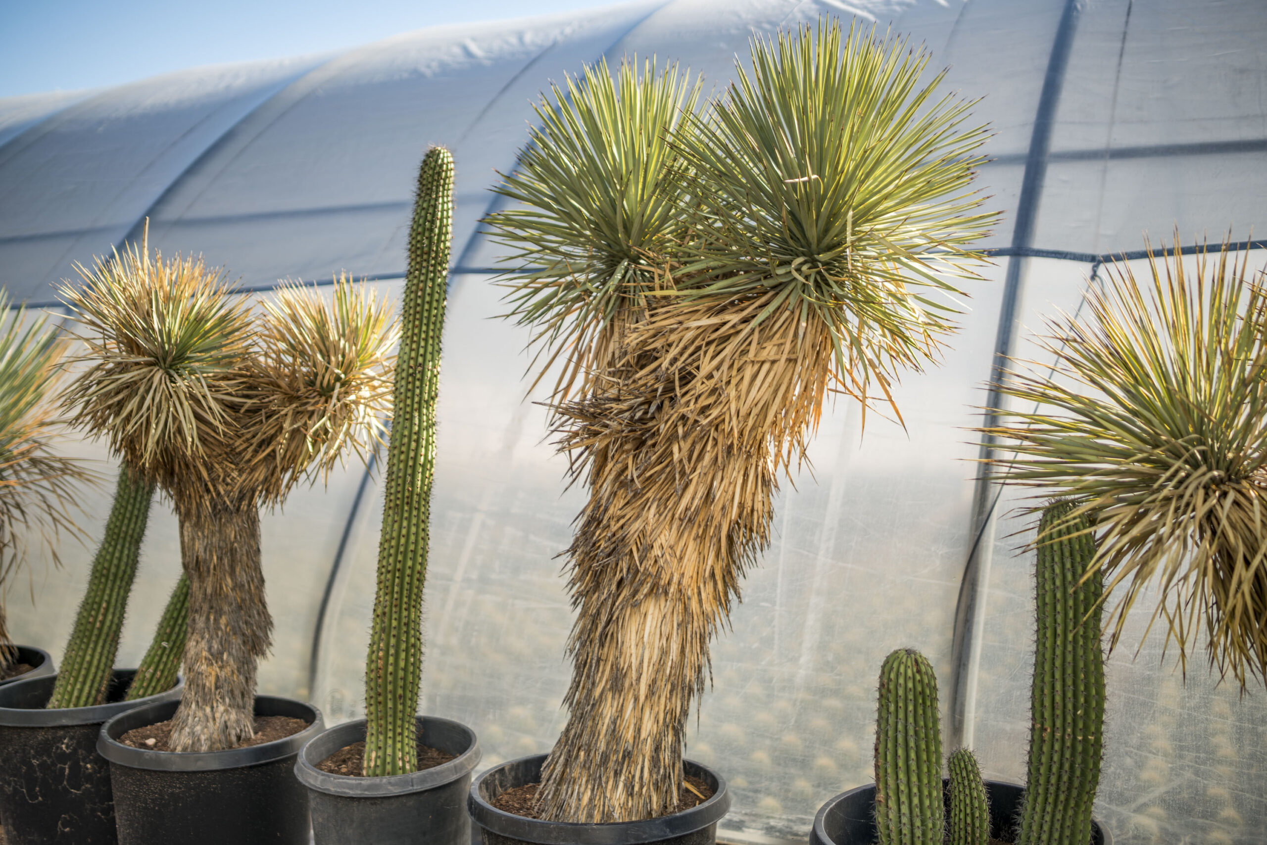 Thompson Yucca – Desert Horizon Nursery