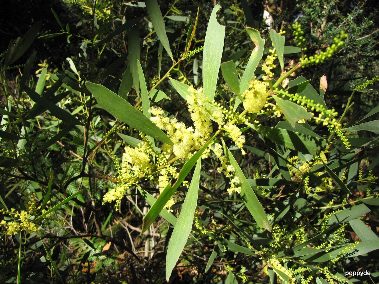 Trailing Acacia – Desert Horizon Nursery