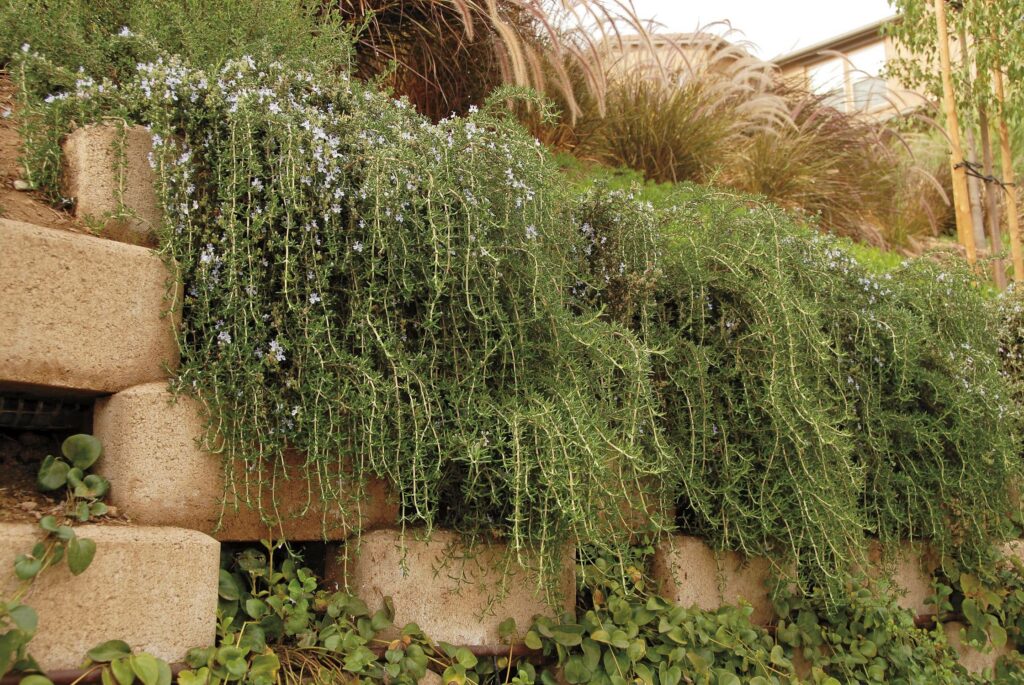 Trailing Rosemary – Desert Horizon Nursery