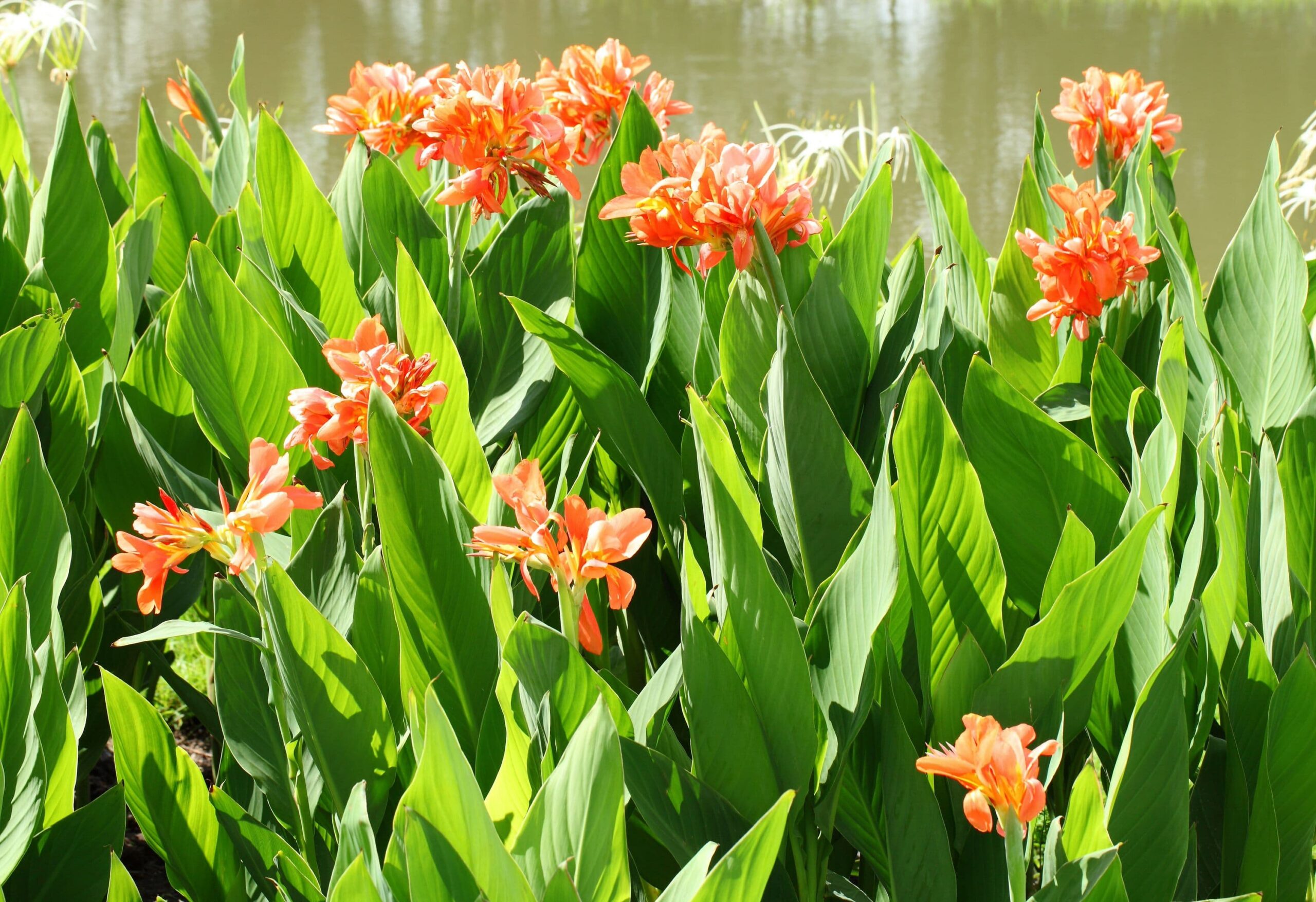 Canna Lily Tropicana – Desert Horizon Nursery