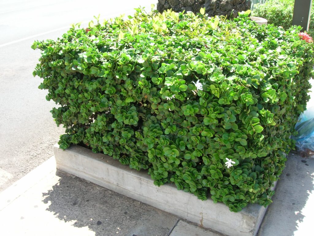 Variegated Green Carpet Natal Plum – Desert Horizon Nursery