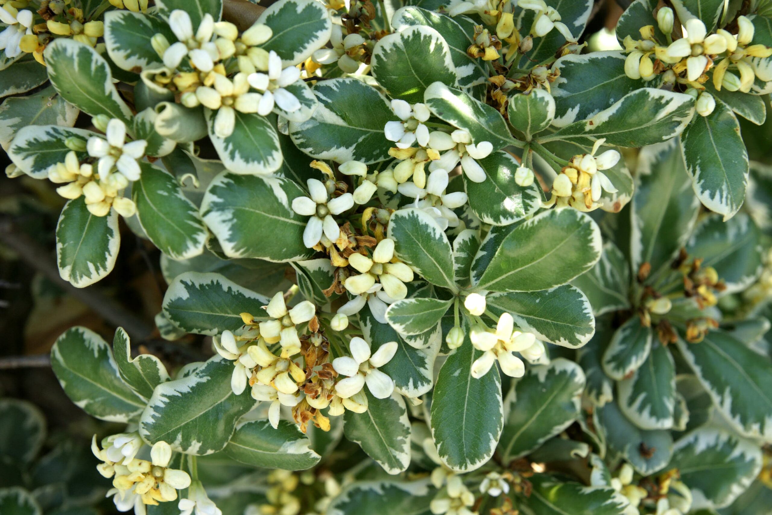 Variegated Mock Orange – Desert Horizon Nursery