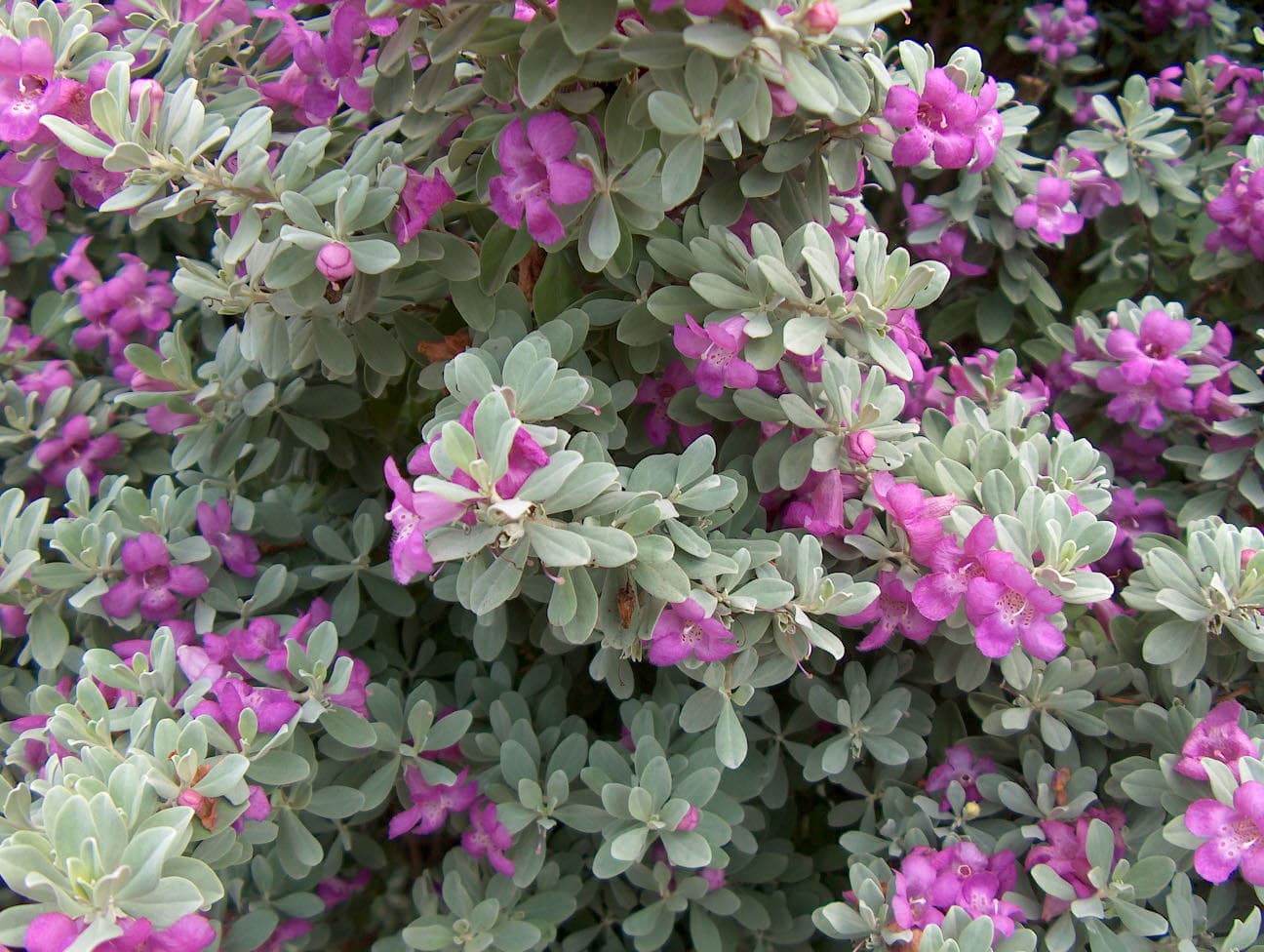 Texas Ranger Sage – Desert Horizon Nursery