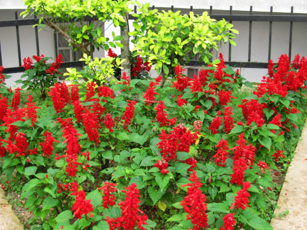 Vista Red Salvia – Desert Horizon Nursery