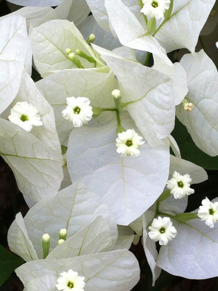 Bougainvillea 'White' – Desert Horizon Nursery