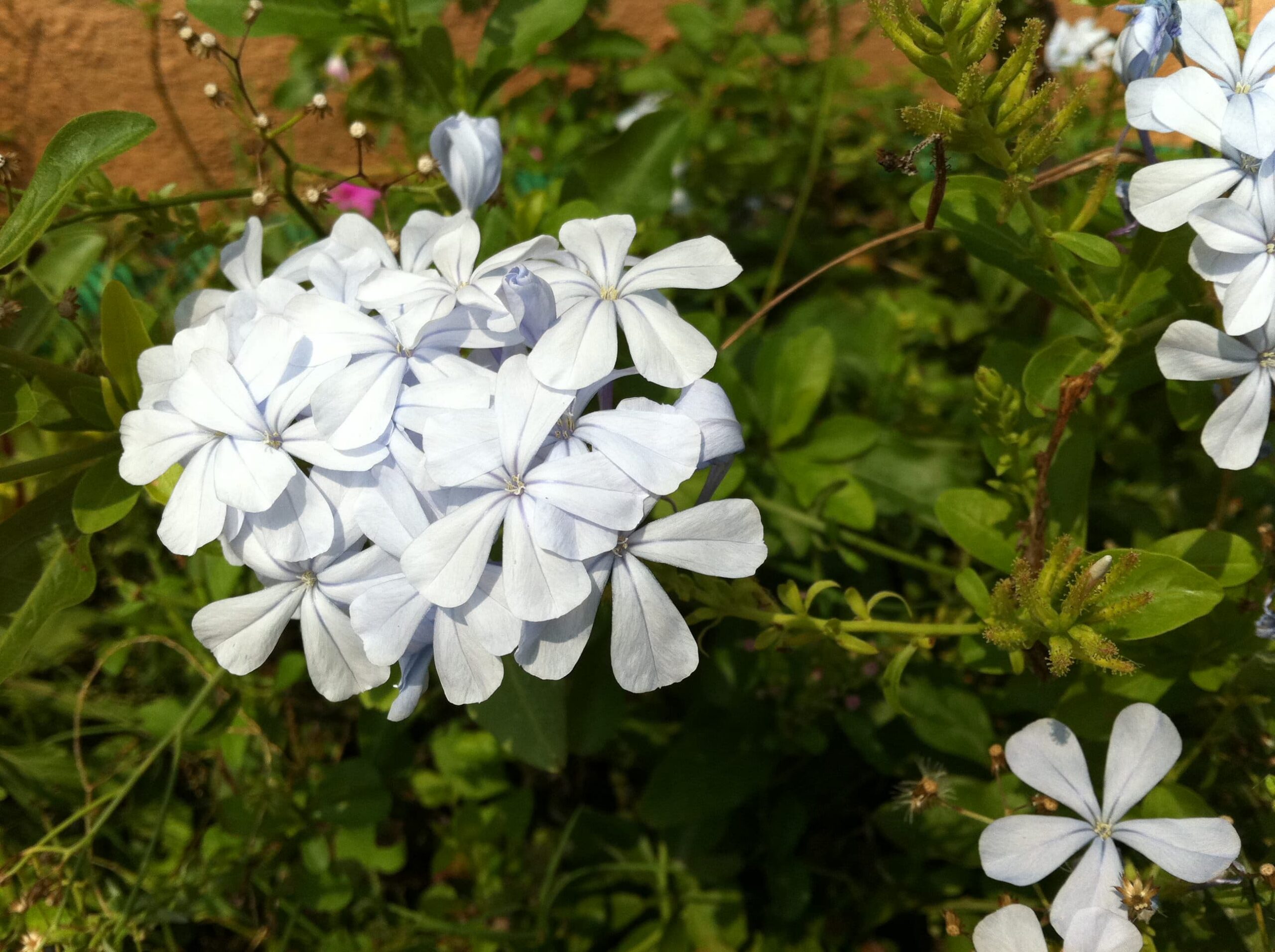 Plumbago White – Desert Horizon Nursery