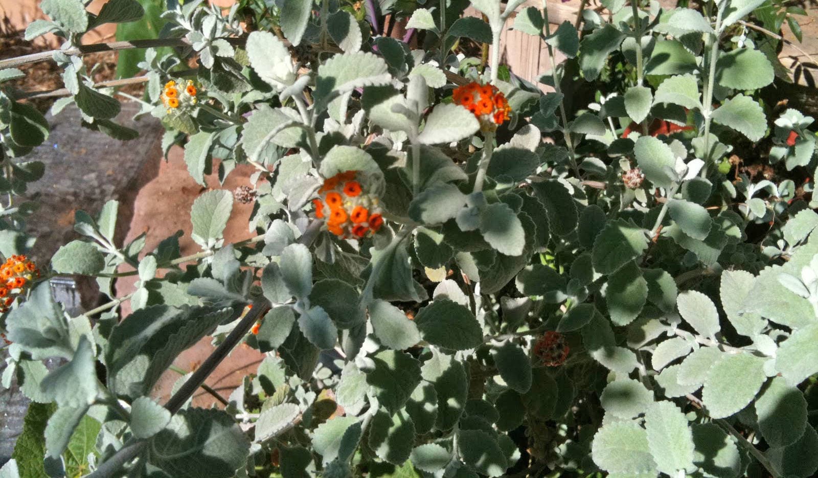 Woolly Butterfly Bush – Desert Horizon Nursery