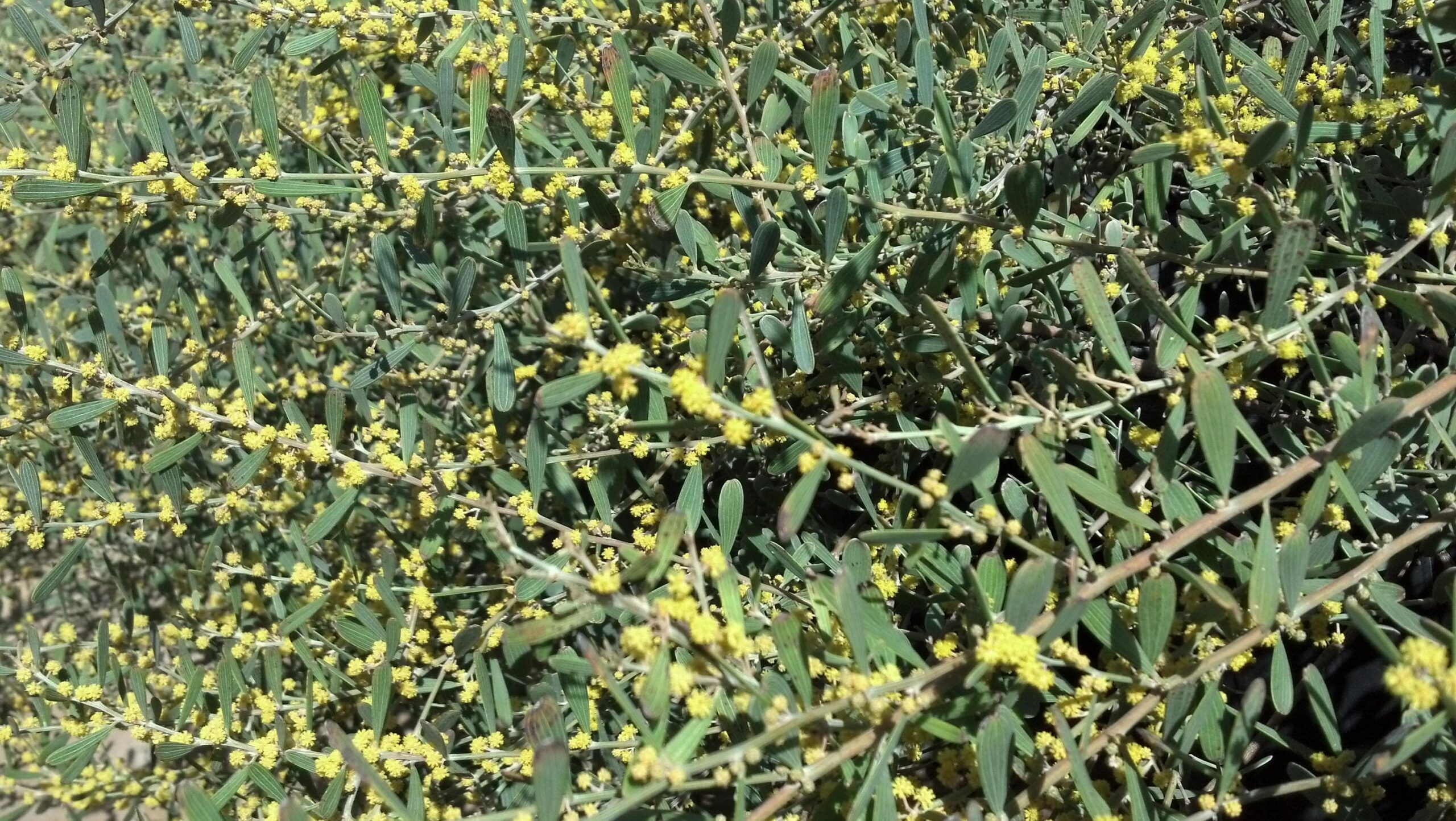 Yellow Emu Trailing – Desert Horizon Nursery