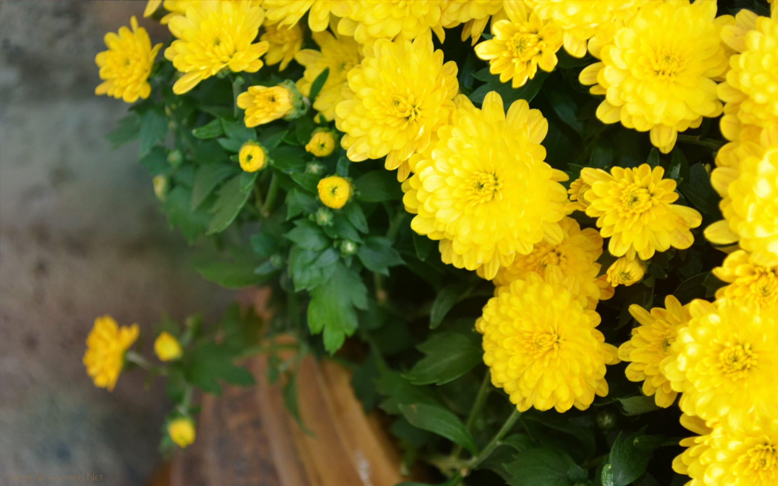Yellow Mums – Desert Horizon Nursery