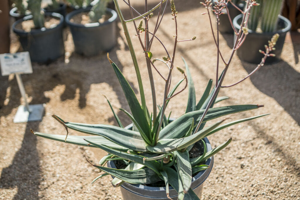 Yemen Brown Aloe – Desert Horizon Nursery