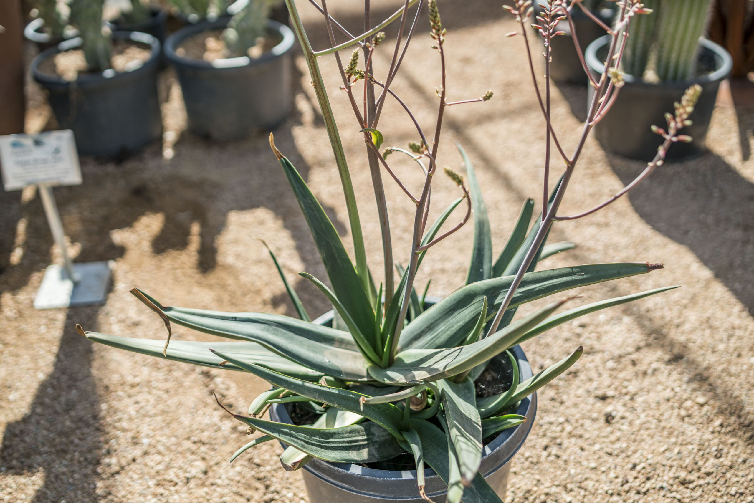 Yemen Brown Aloe – Desert Horizon Nursery
