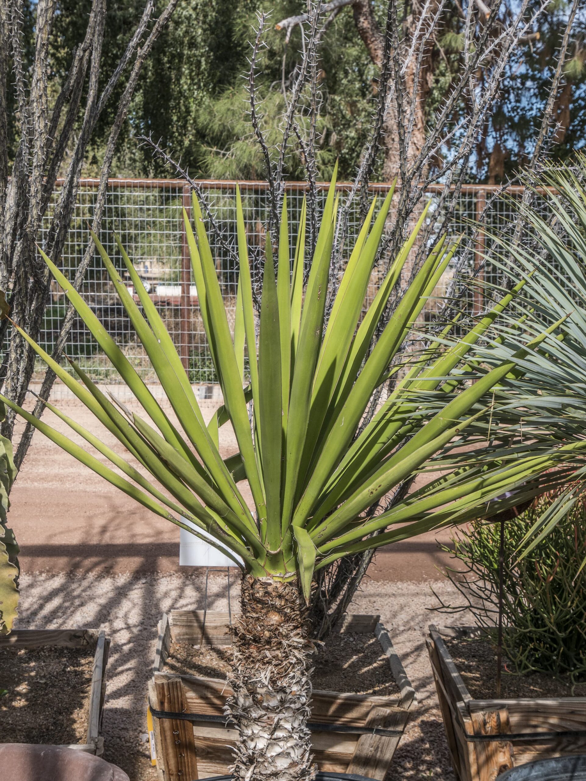 Yucca Faxoniana (Faxon Yucca) – Desert Horizon Nursery