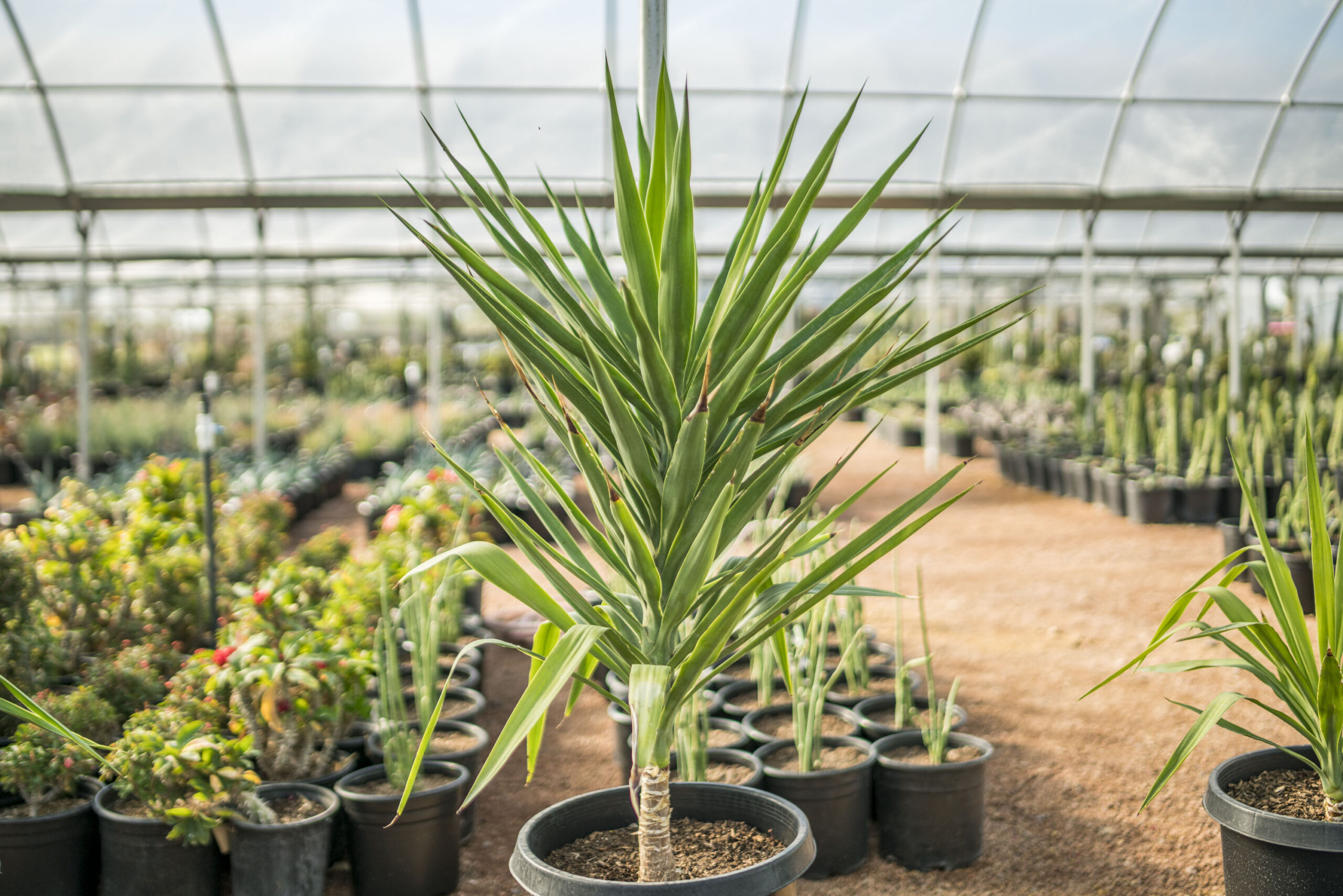 Yucca Gloriosa (Spanish Dagger) – Desert Horizon Nursery