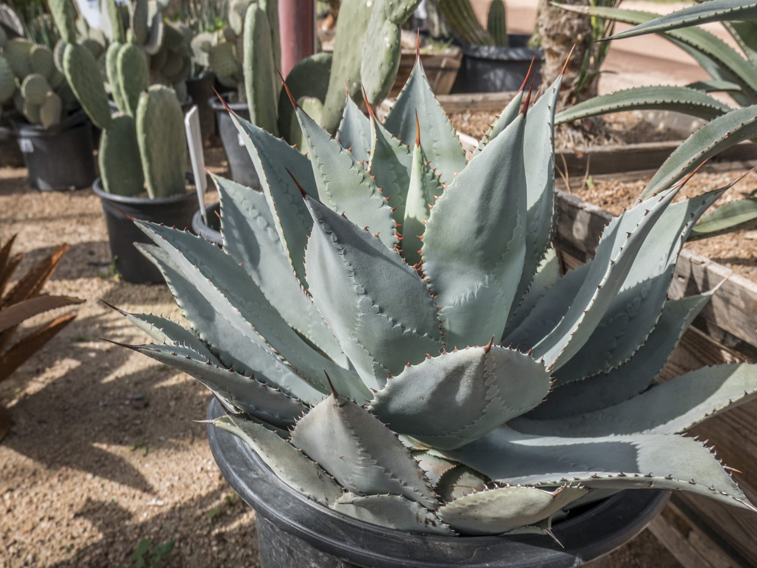 Agave Parryi Huachucensis – Desert Horizon Nursery