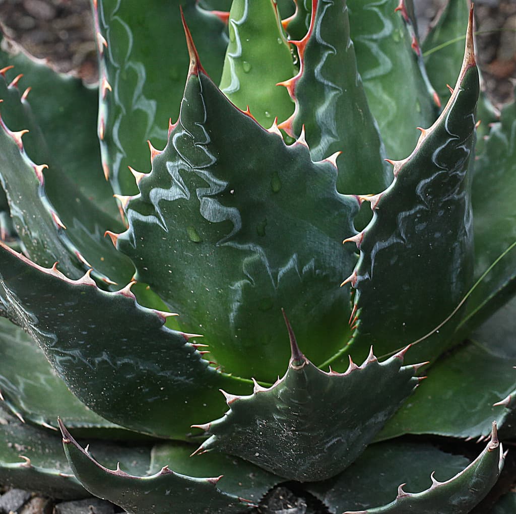 Agave Titanota – Desert Horizon Nursery