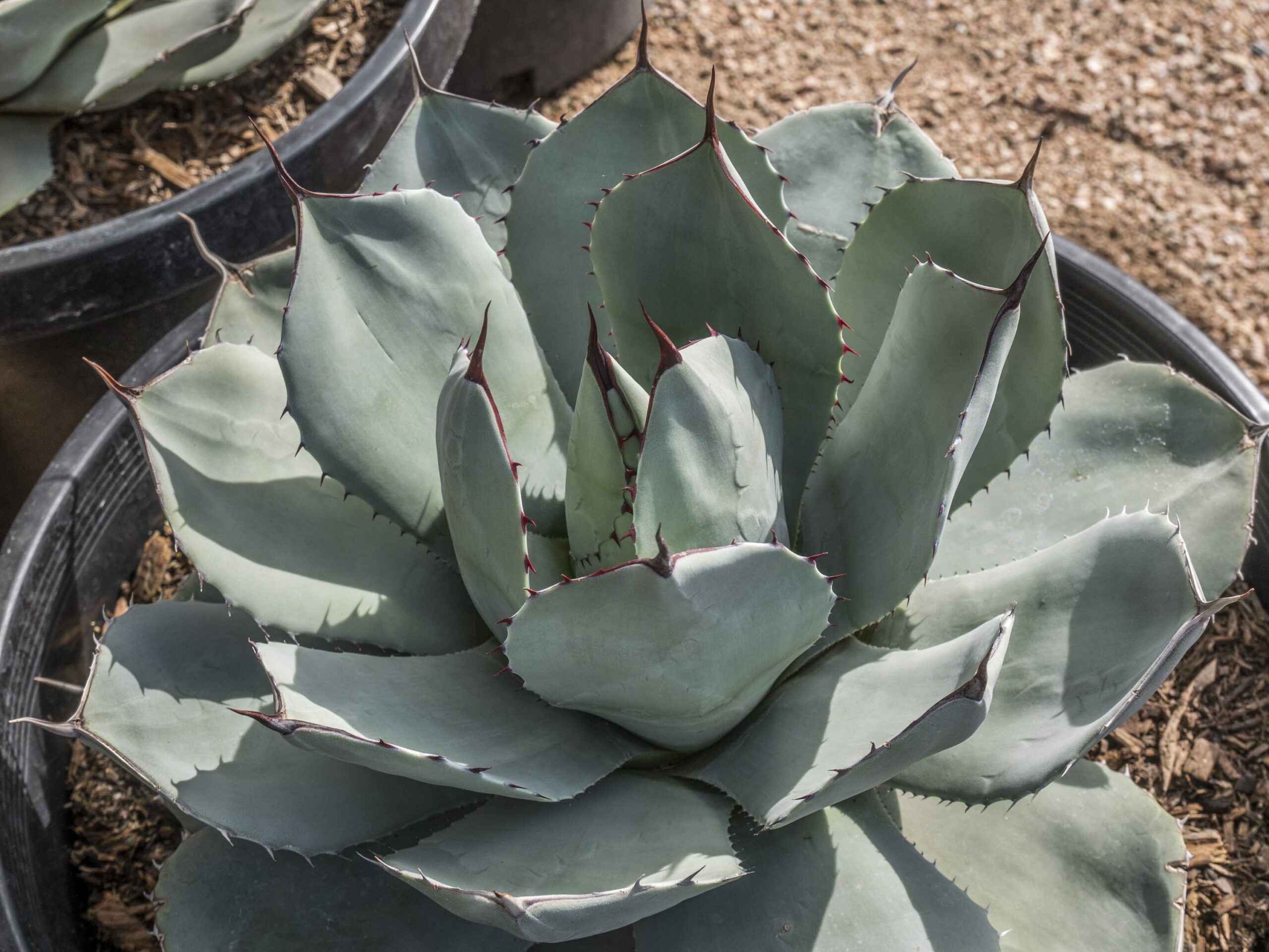 Artichoke Agave – Desert Horizon Nursery