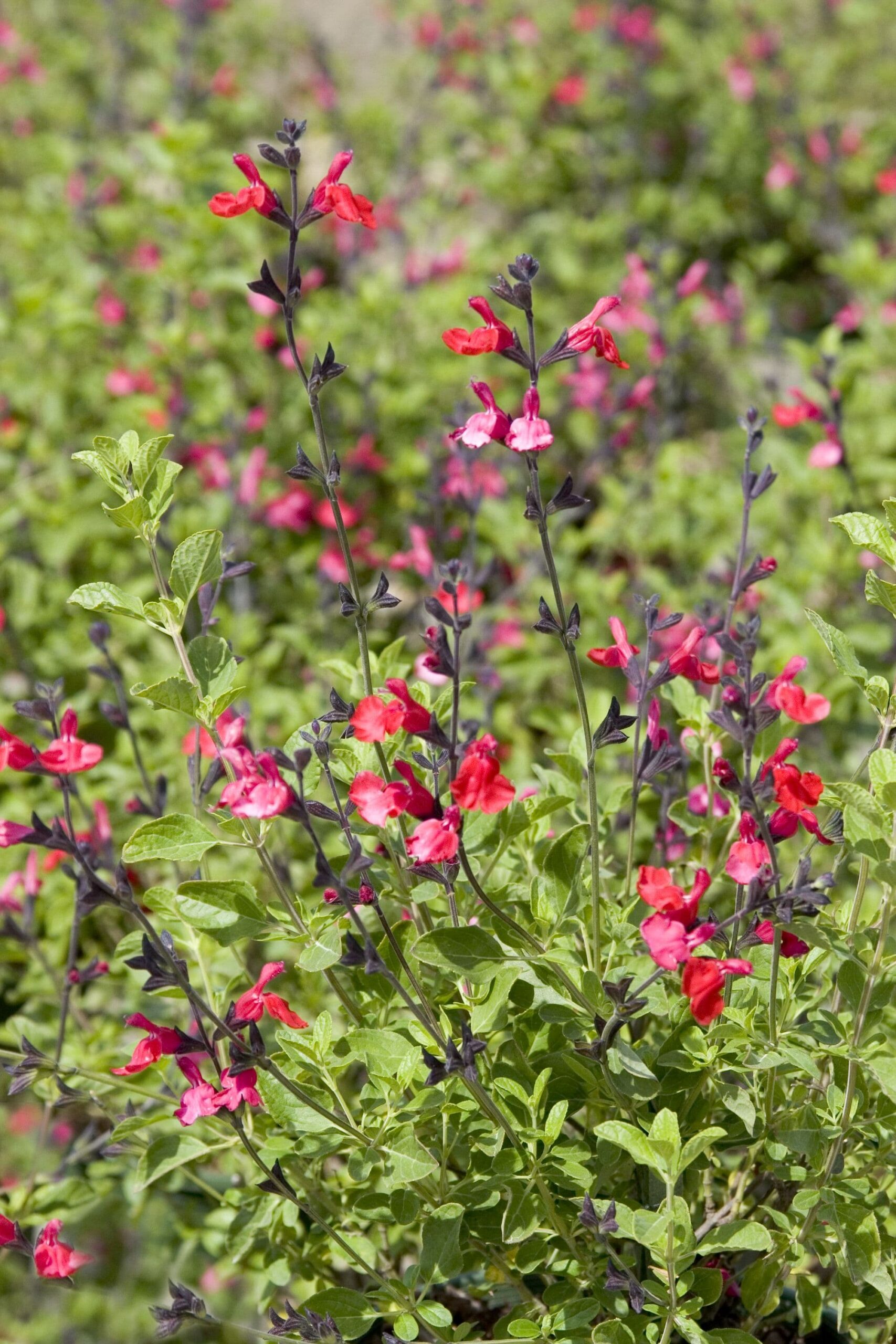 Autumn Sage – Desert Horizon Nursery