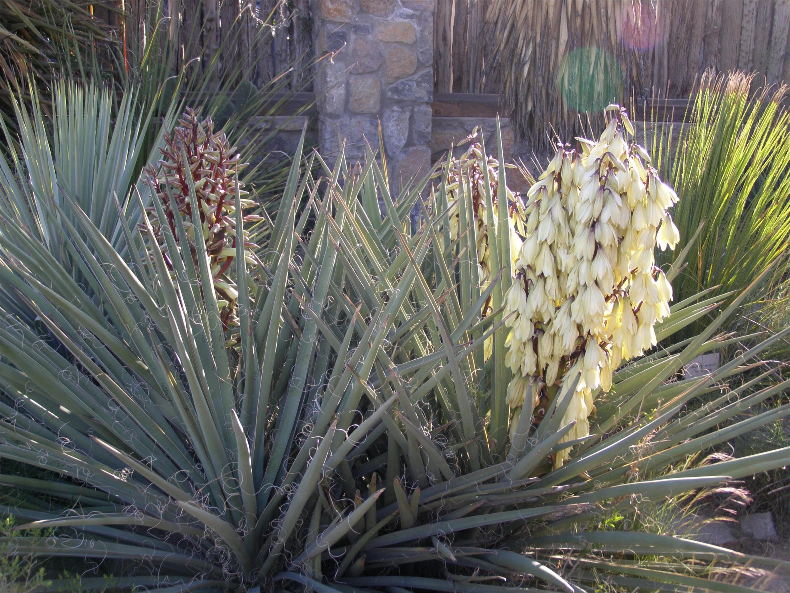 Yucca Baccata (Banana Yucca) – Desert Horizon Nursery