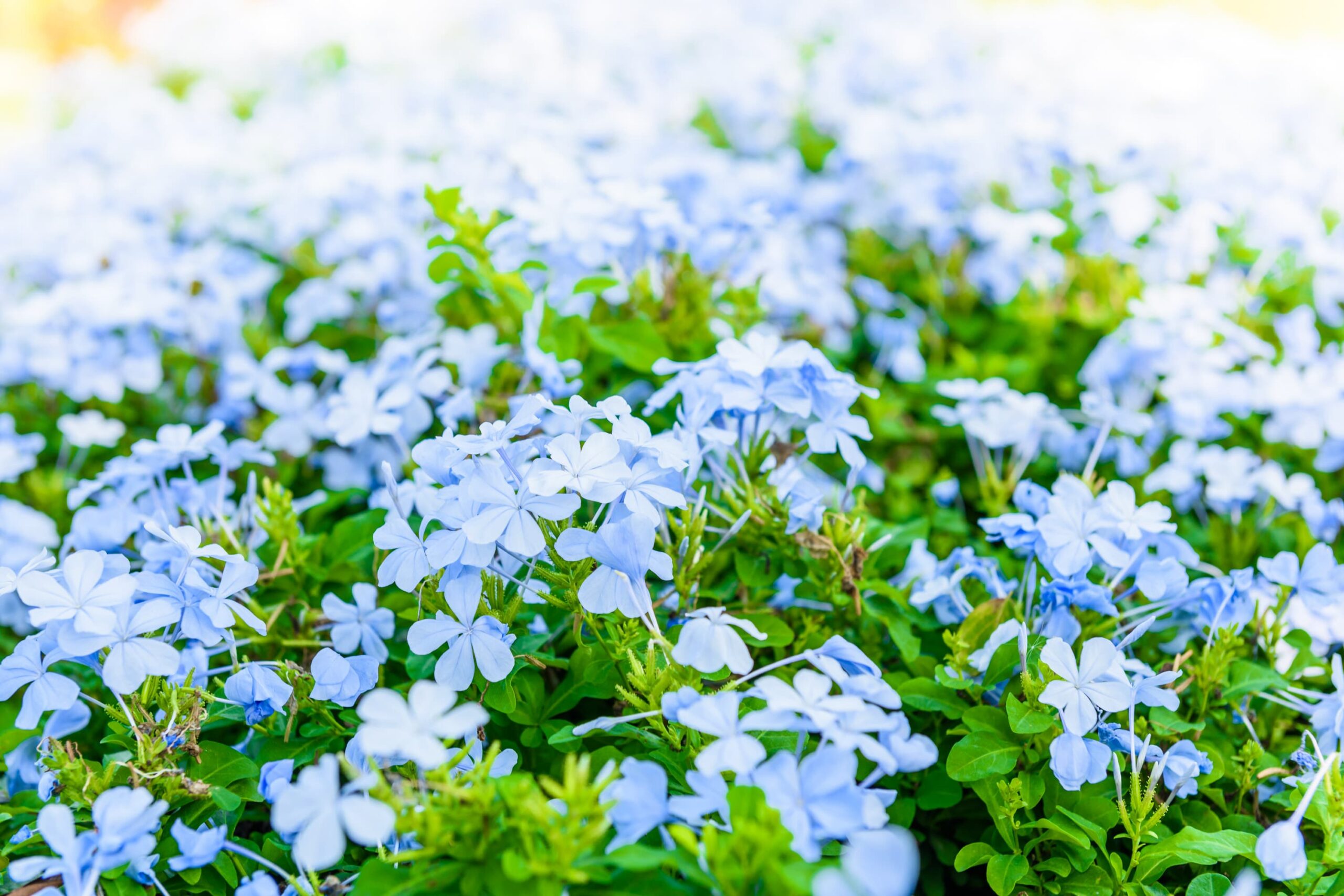 Blue Plumbago – Desert Horizon Nursery