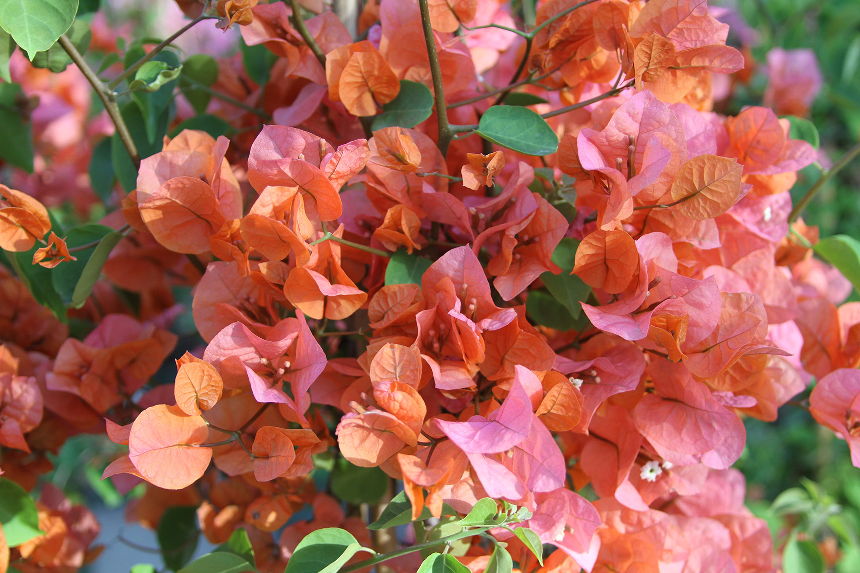 Bougainvillea Sundown Orange – Desert Horizon Nursery