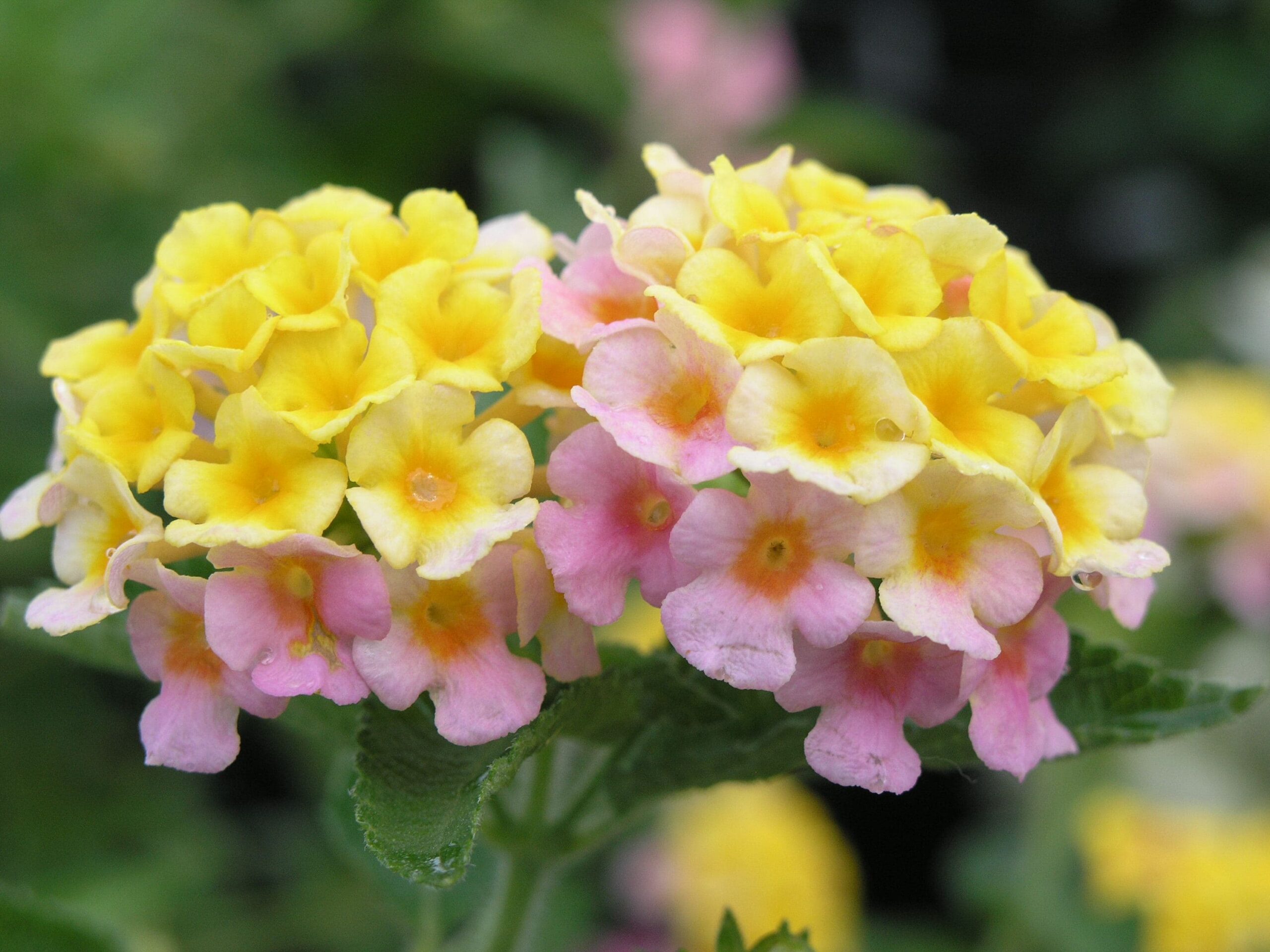 Bubble Gum Lantana – Desert Horizon Nursery