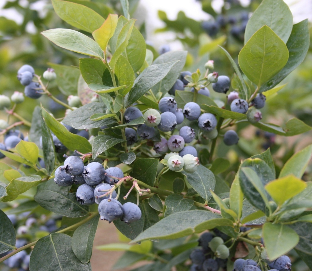 Jubilee Southern Highbush Blueberry – Desert Horizon Nursery
