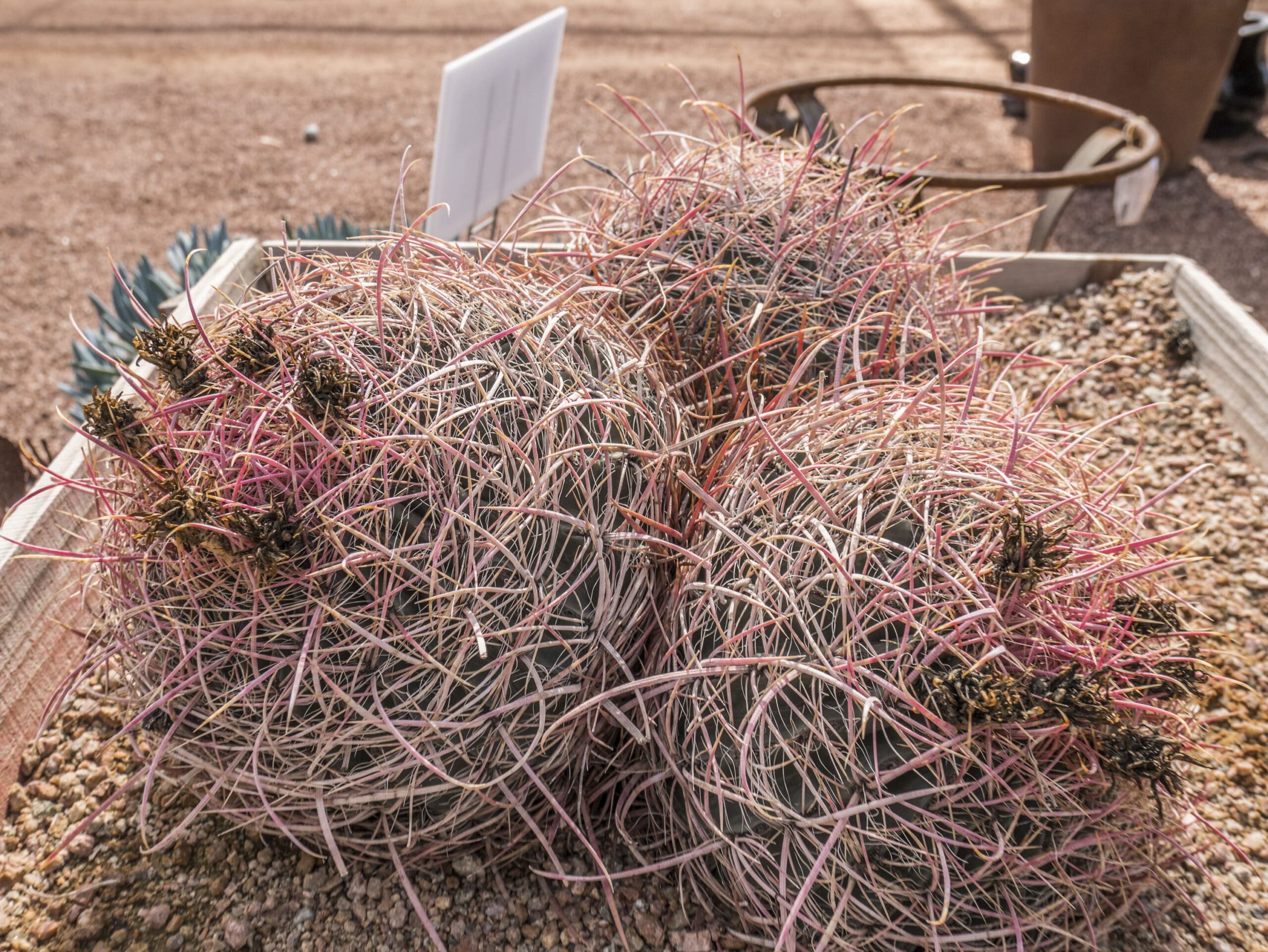 Compass Barrel – Desert Horizon Nursery
