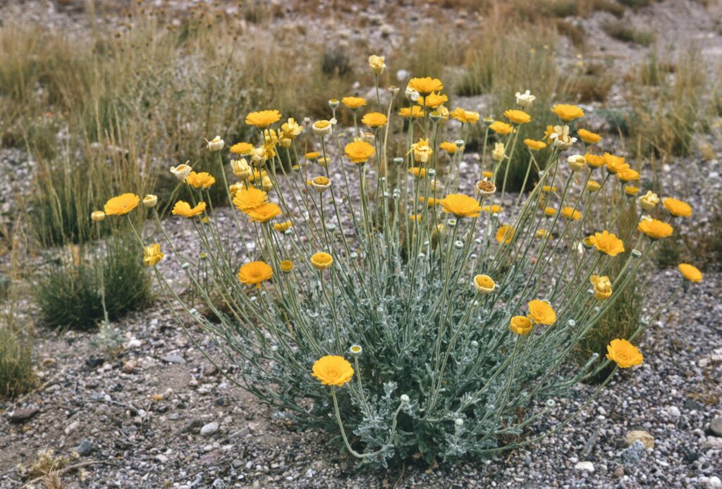 Desert Marigold – Desert Horizon Nursery