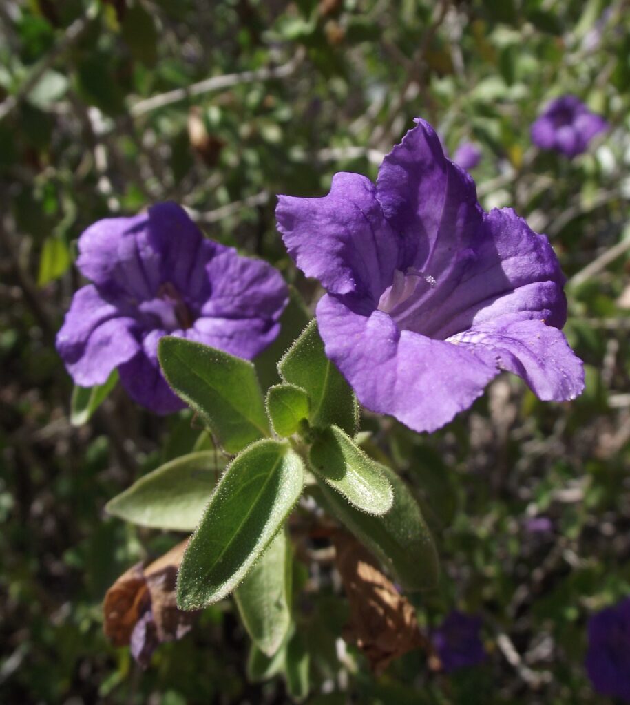 Desert Ruellia – Desert Horizon Nursery