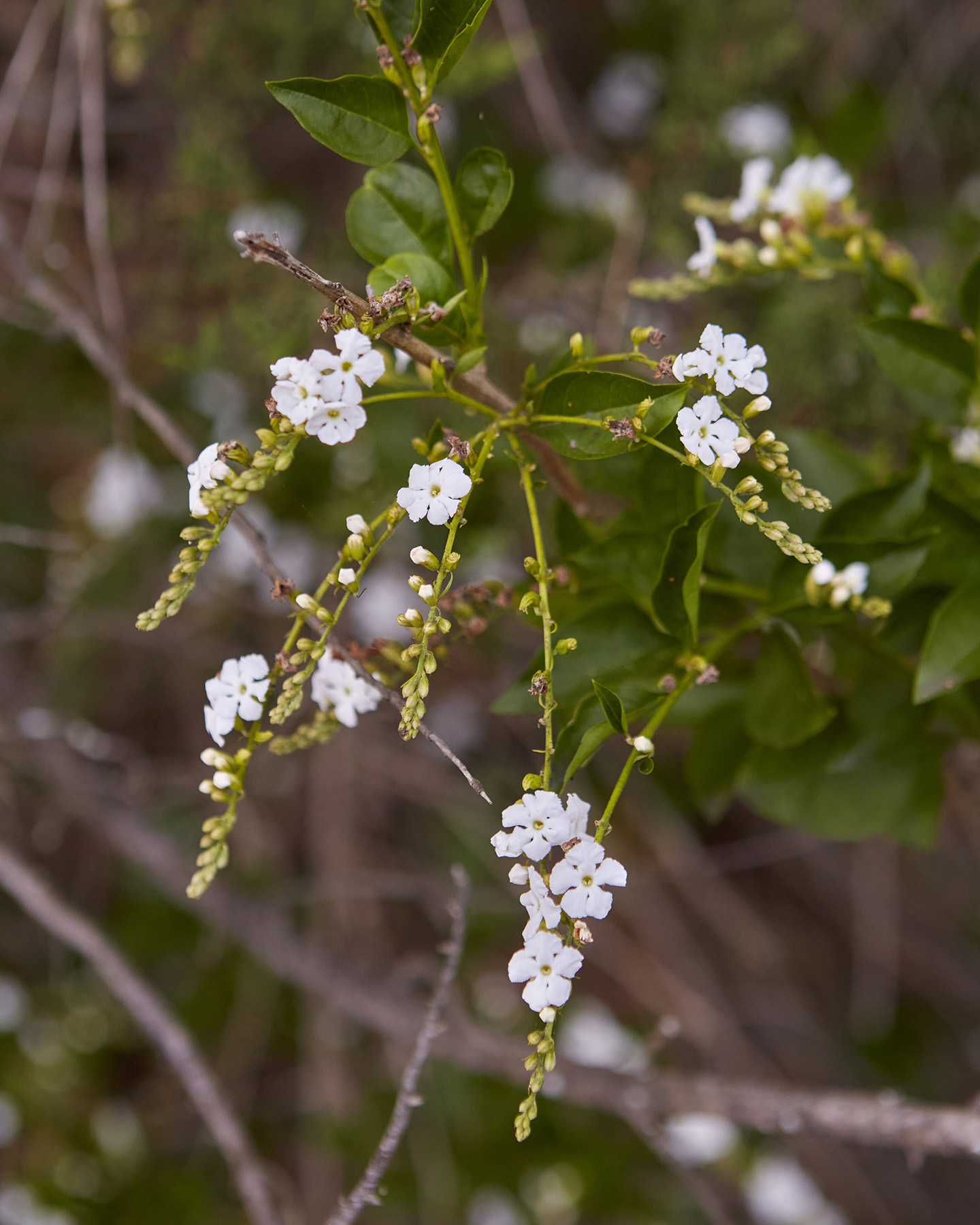 Sky White Flower Vine – Desert Horizon Nursery