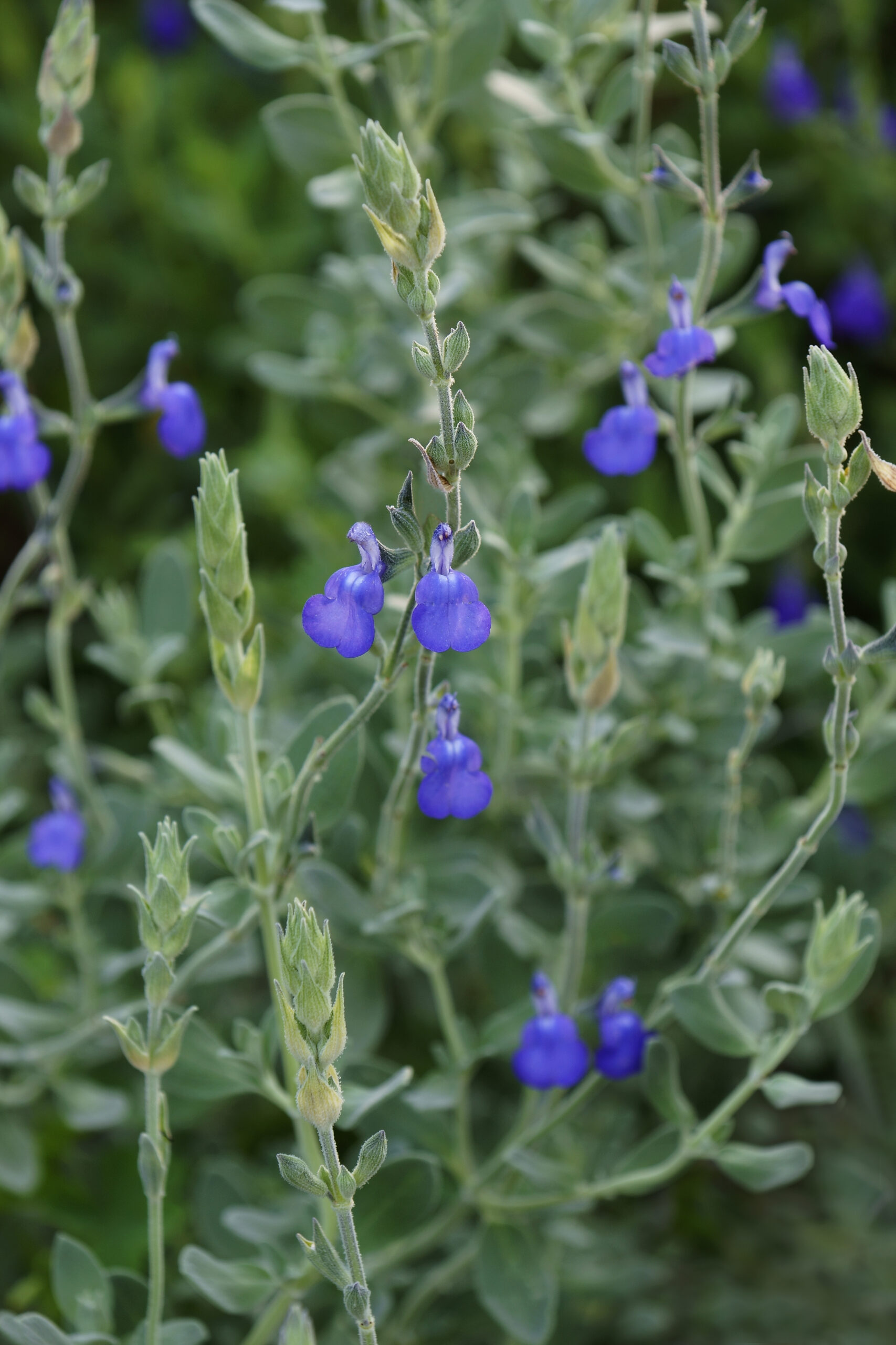 Marine Blue Salvia – Desert Horizon Nursery