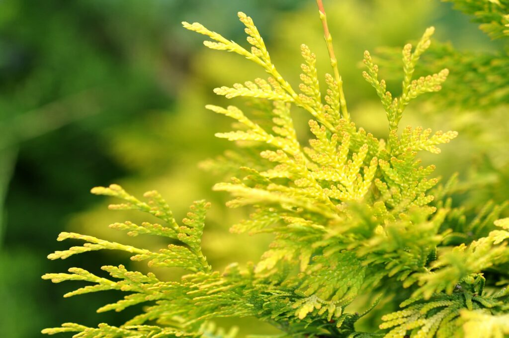 Golden Arborvitae – Desert Horizon Nursery