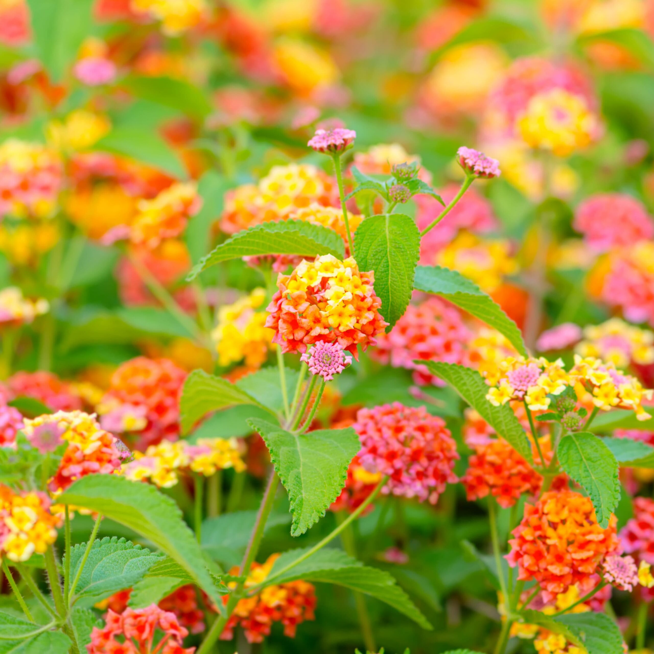 Lantana Confetti Monrovia – Desert Horizon Nursery