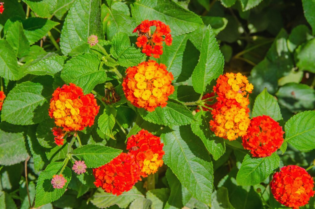 Lantana Dallas Red – Desert Horizon Nursery