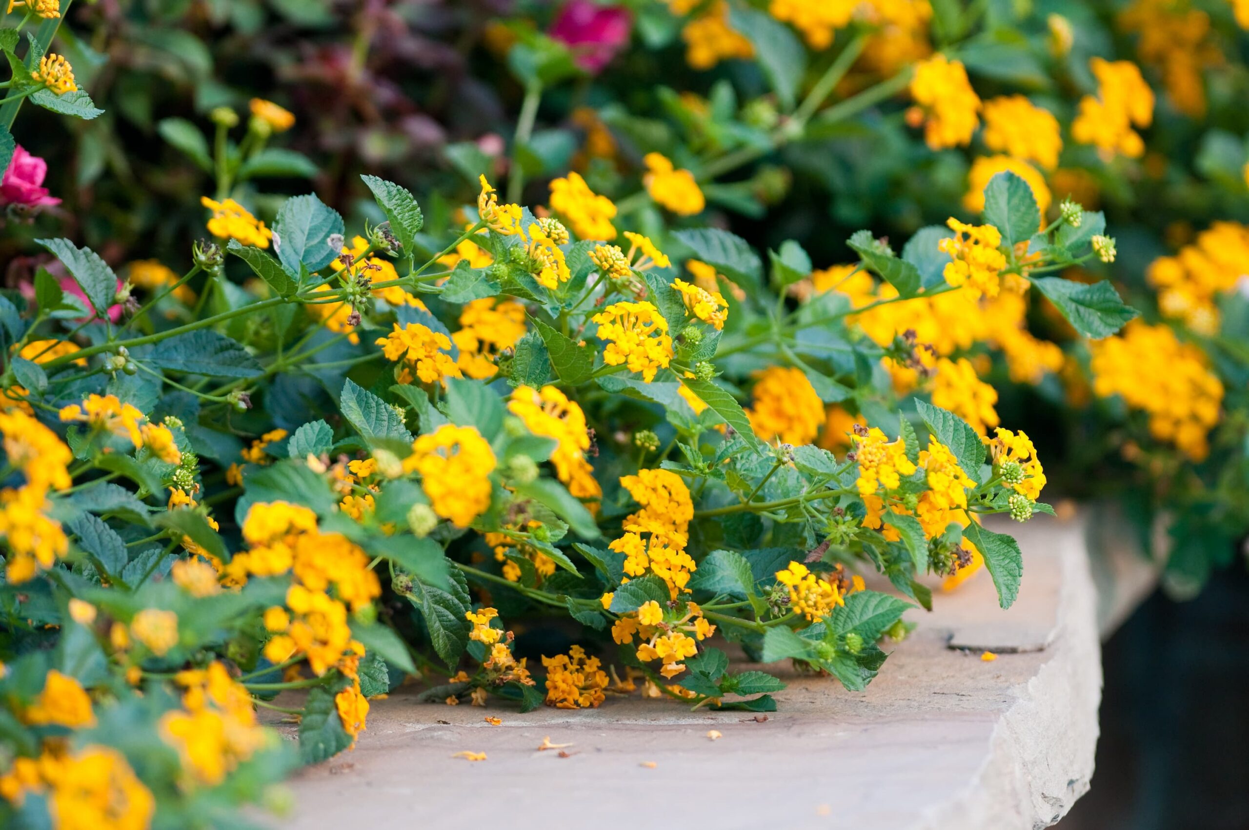 Lantana New Gold – Desert Horizon Nursery