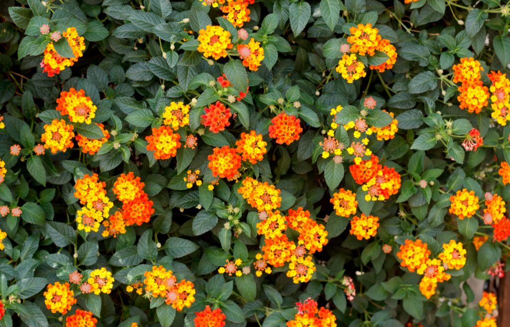 Lantana Radiation – Desert Horizon Nursery