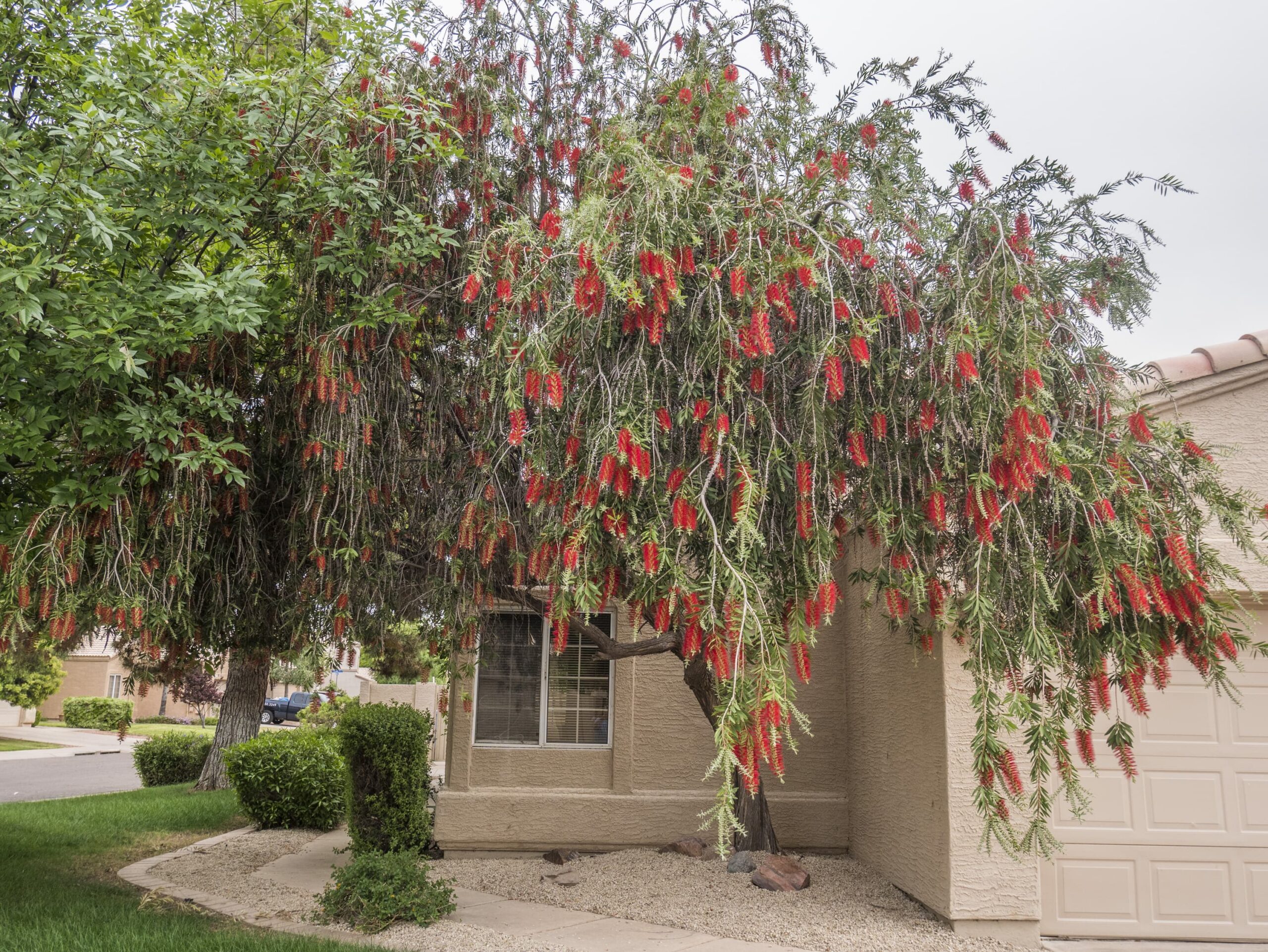 Crimson Bottlebrush – Desert Horizon Nursery
