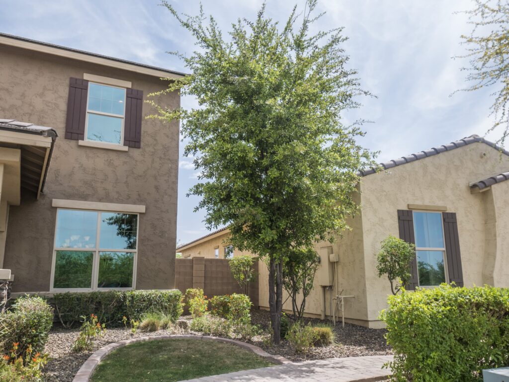 Oak – Desert Horizon Nursery