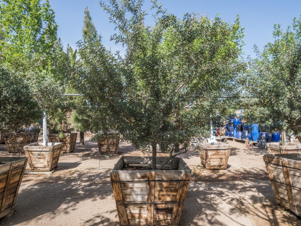 Mastic – Desert Horizon Nursery