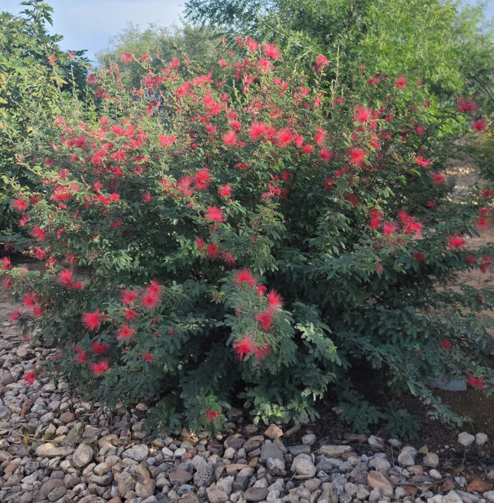 Mexicali Rose Fairy Duster – Desert Horizon Nursery