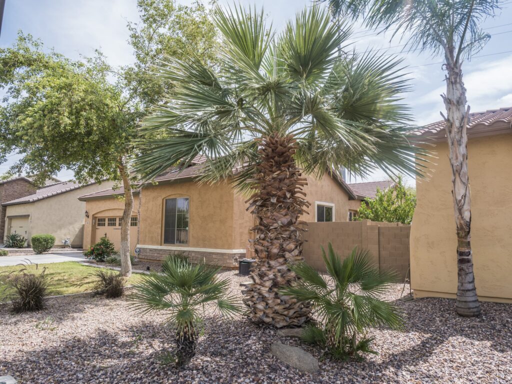 Mexican Blue Palm (Blue Hesper Palm) – Desert Horizon Nursery