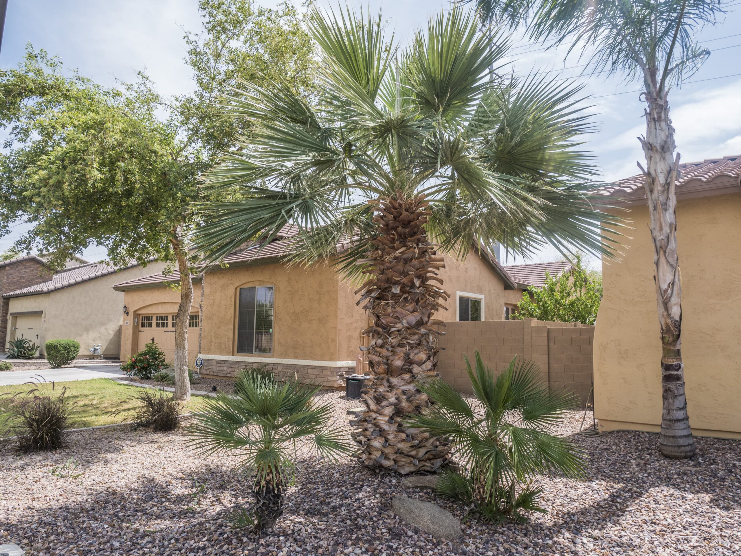 Mexican Blue Palm (Blue Hesper Palm) – Desert Horizon Nursery
