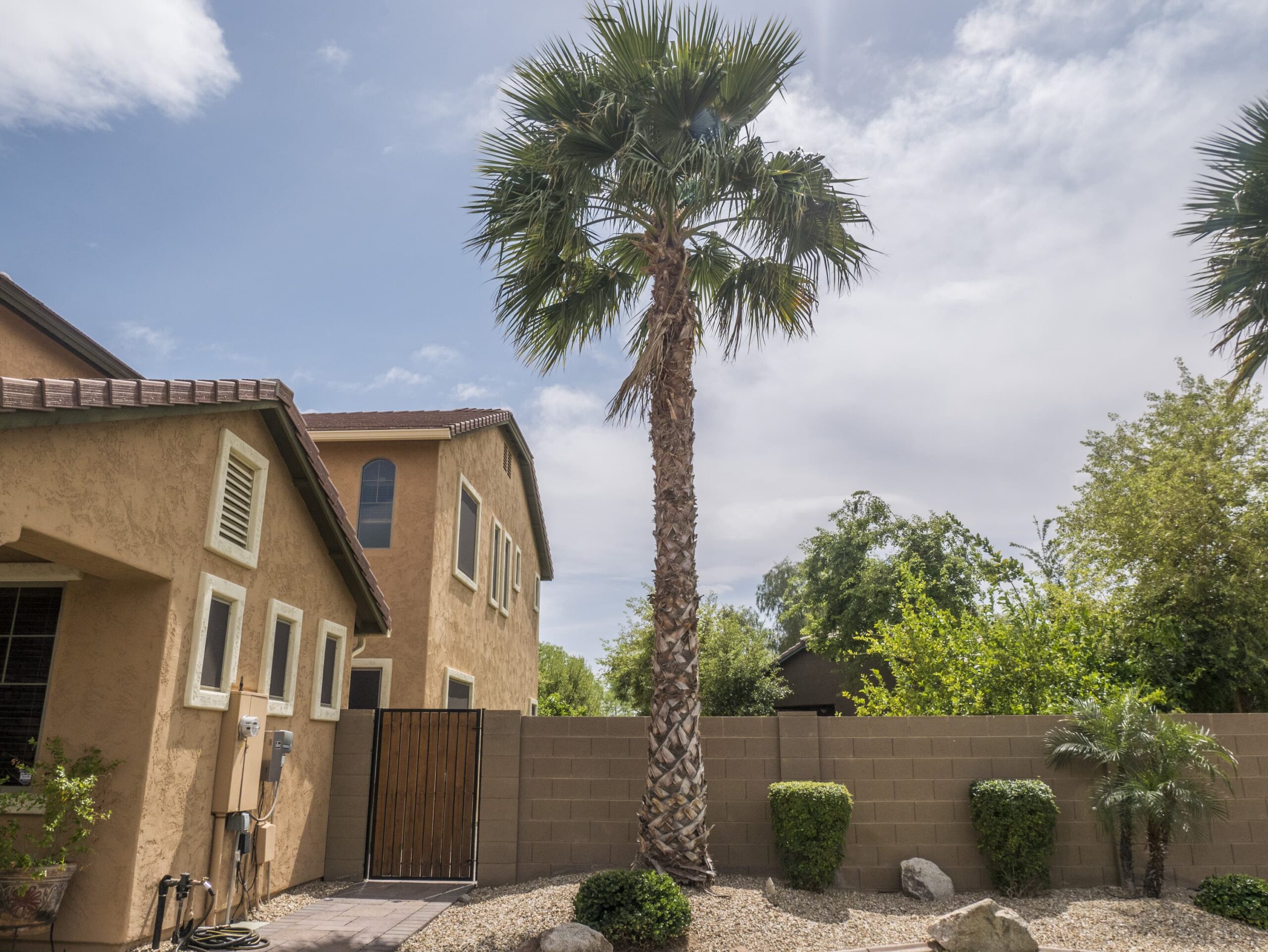 Mexican Fan Palm – Desert Horizon Nursery