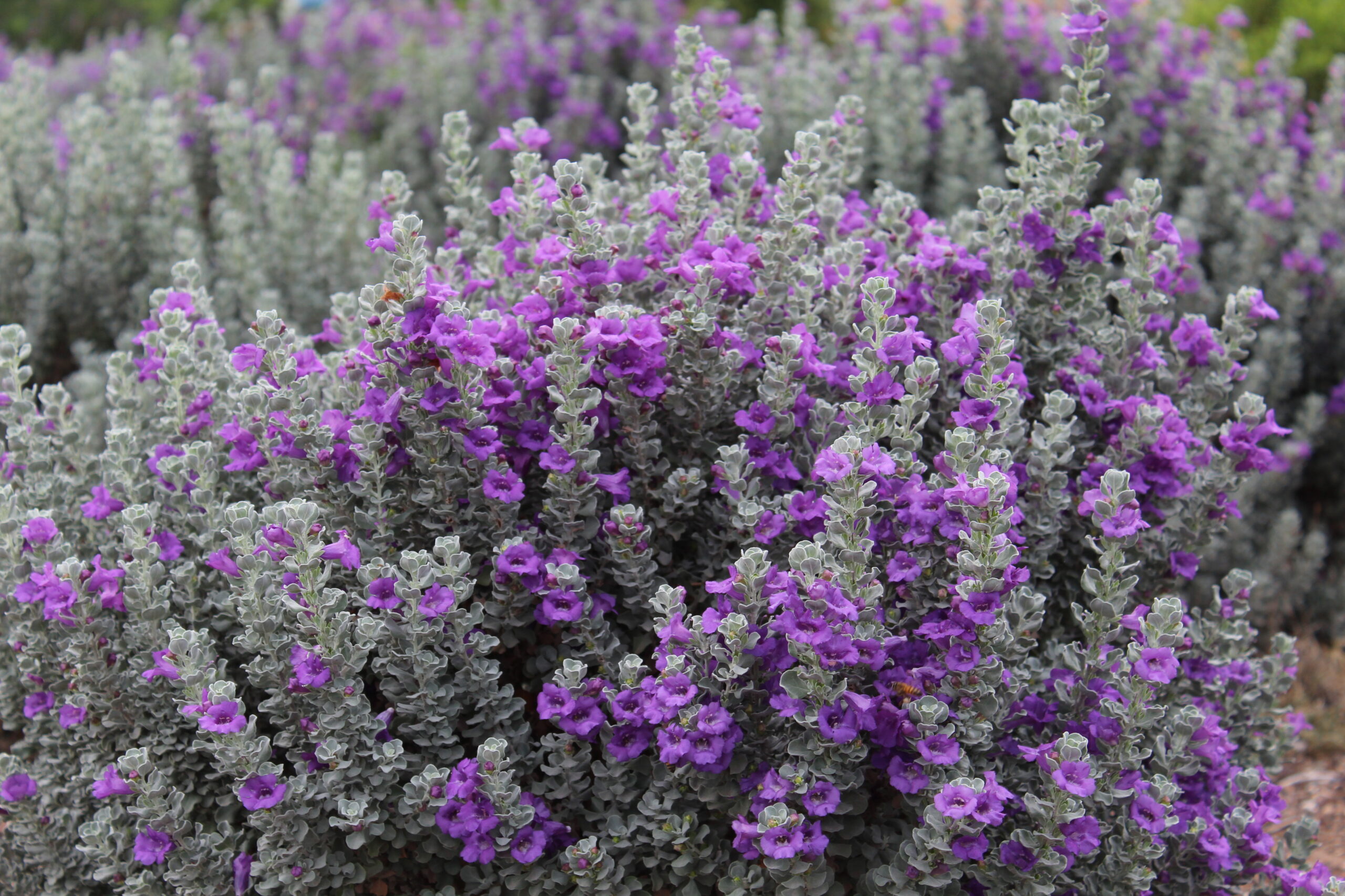 Microburst Sage – Desert Horizon Nursery