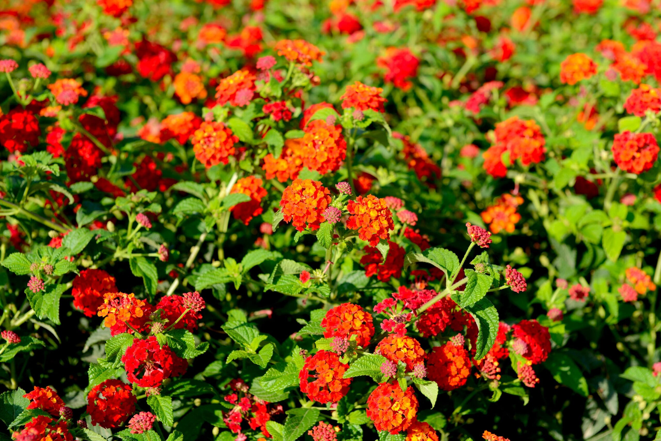 New Red Lantana – Desert Horizon Nursery