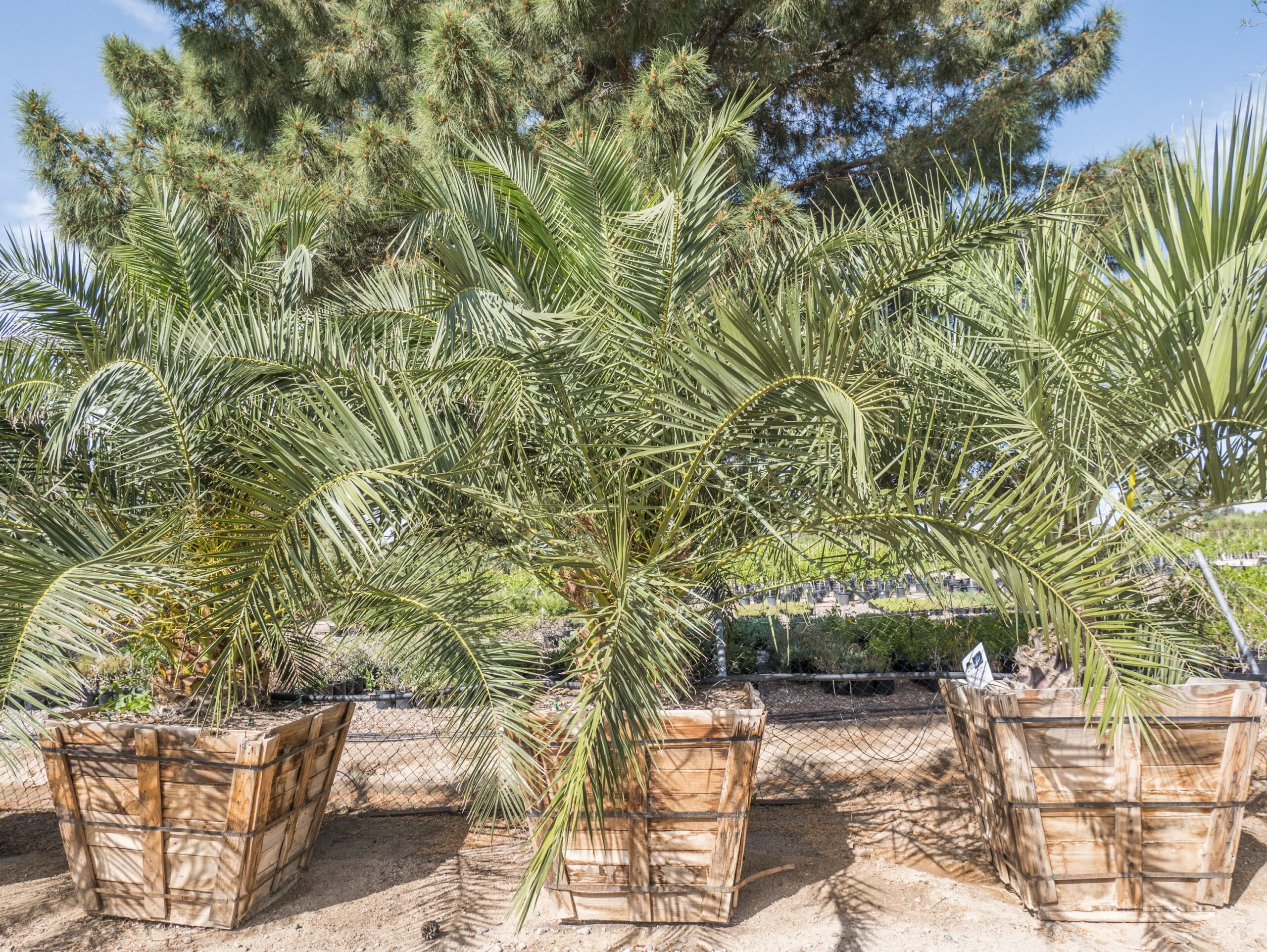 Pindo Palm – Desert Horizon Nursery