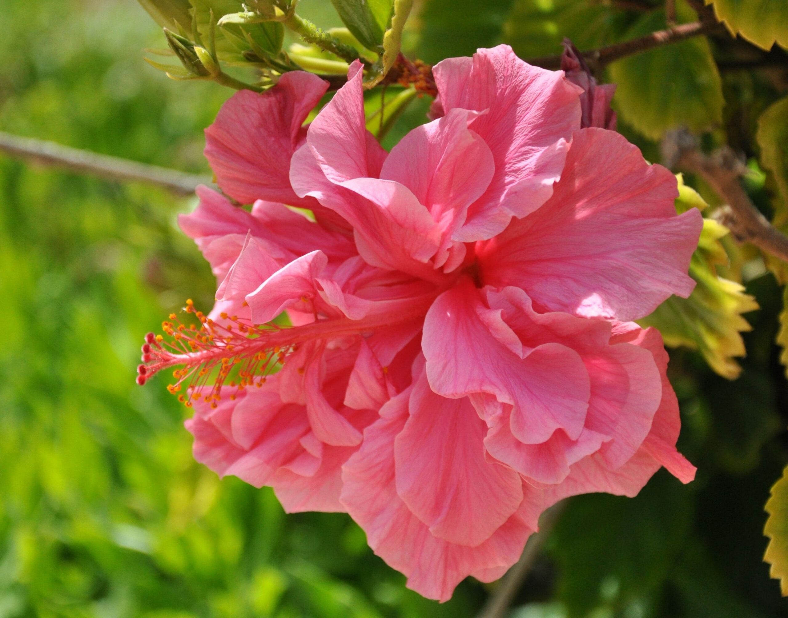 Hibiscus Double Pink – Desert Horizon Nursery