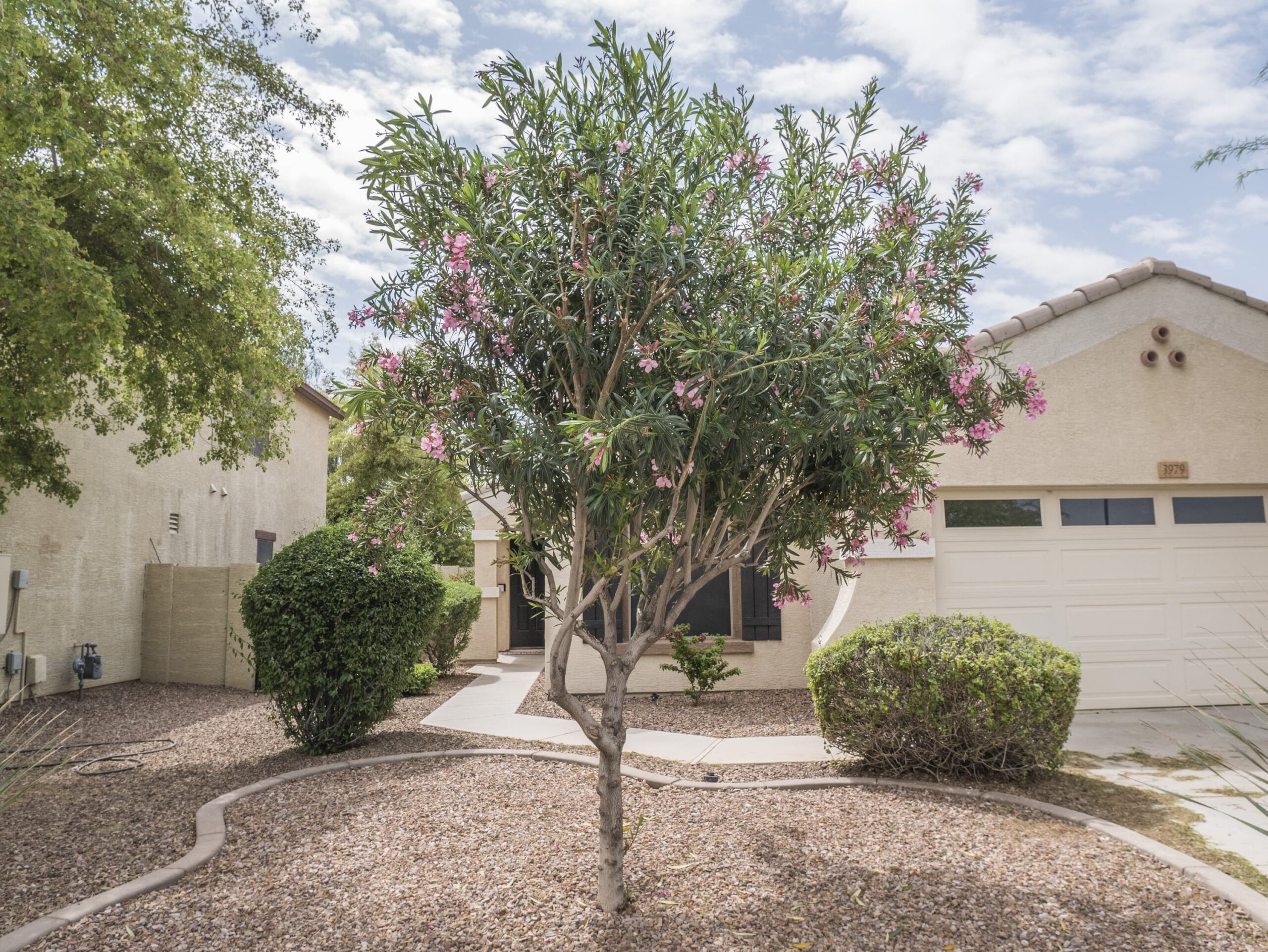 Petite Pink Oleander Tree – Desert Horizon Nursery