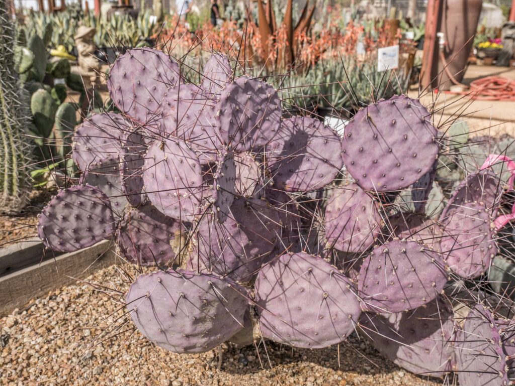 Prickly Pear Santa Rita – Desert Horizon Nursery